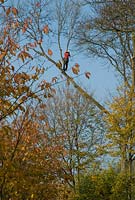 Tree surgeon with a chainsaw on a high branch, November
