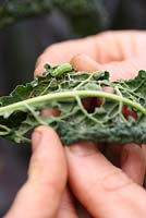 A gardener examining the underside of an organic black kale leaf and finding a cabbage white butterfly caterpillar