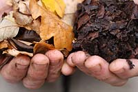 Leaf mold made with oak leaves, gardener's hands showing the breaking down process