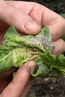 Brassica oleracea 'Late Purple Sprouting' - Examining Mealy Cabbage aphids on an organic broccoli plant