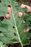 Brassica oleracea 'Late Purple Sprouting' - Diamonback moth damage on an organic broccoli leaf
