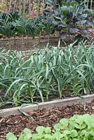 Bed of Allium porrum 'Musselburgh' - Organic leeks in a kitchen garden with black kale and brussel sprouts in background