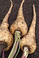 Pastinaca sativa 'Gladiator F1' - Three organic parsnips