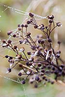 Wildflower seedhead with cobwebs 