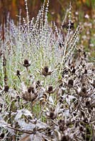 Eryngium giganteum 'Miss Willmott's Ghost' and Perovskia atriplicifolia 'Little Spire' - RHS Wisley