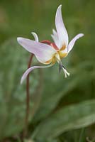 Erythronium dens-canis - European Dogs Tooth Violet 