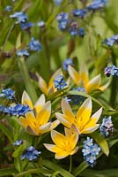 Tulipa tarda and  Myosotis sylvatica wood forget-me-nots