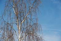 Betula Pendula Tristis - Weeping Birch 