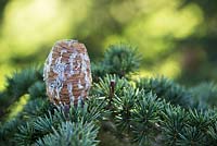 Cedrus Brevifolia - Cyprus cedar tree cone covered in sap