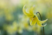 Erythronium pagoda - Dogs tooth violet, also known as Trout lily 
