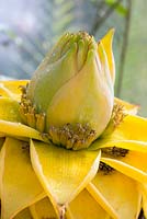 Musa Lasiocarpa - Chinese dwarf banana flower
