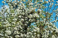 Pyrus pyrifolia culta - Pear tree blossom. RHS Wisley Garden