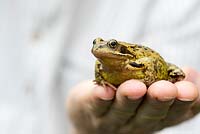 Rana Temporaria - Common frog on mans hand