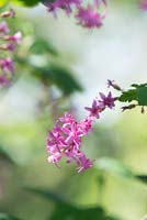 Ribes Sanguineum Atrorubens - Winter Currant or Red Flowering Currant