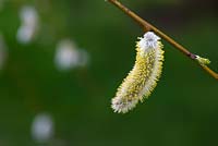 Salix Irrorata - Blue stem or Sandbar willow catkin