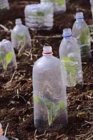 Autumn sown, overwintered Brassica plants, planted out in early Spring under recycled plastic bottles for weather and pest protection