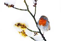 Robin on snow covered Hamamelis virginiana