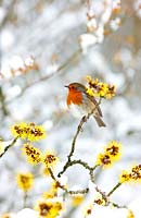 Robin on snow covered Hamamelis virginiana