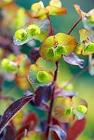 Euphorbia amygdaloides 'Craigieburn' - Spring flowers