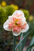 Narcissus 'Vanilla Peach'