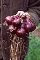 Gardener holding a bunch of organic onions 'Red Baron'