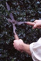 Ilex aquifolium - Man cutting a holly hedge with garden shears