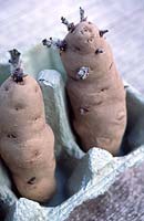 Solanum tuberosum 'Anya' - Two chitting seed potatoes in an egg box