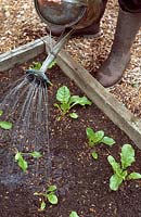 A gardener watering a bed of young, organic, perpetual spinach