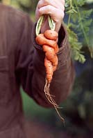 Daucus carota 'Autumn King' - Gardener holding carrots which have interwined