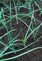 Allium cepa 'Red Baron' - Bed of young red onions