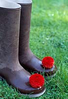 Pair of wellington boots on a lawn with a red Dahlia pompon flower on each toe