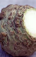 Apium graveolens var. rapaceum 'President' - Celeriac on a rustic wooden surface