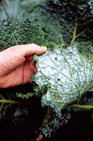 Aleyrodes brassicae - Gardener revealing cabbage whitefly larvae on the underside of a savoy cabbage