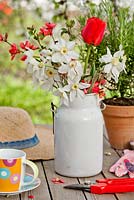 Spring displays on a wooden table - milk can of daffodils, Chaenomeles and red tulips, potted rosemary, tea cup and accessories