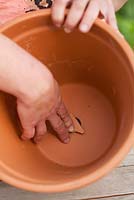 Woman planting rosemary in a terracotta pot - Adding broken clay pot piece to prevent drainage from clogging up with compost.