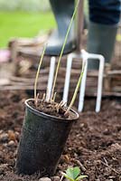 Planting asparagus in raised bed - Preparing bed with garden fork.