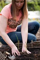 Planting asparagus in raised bed - Woman planting asparagus in raised bed.