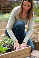 Woman planting broccoli 'Corvet F1' seedling in raised bed
