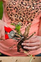 Woman cutting back and removing dead foliage of an overwintered Pelargoniums