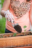 Overwintered Pelargonium - Adding more compost after fertilizer