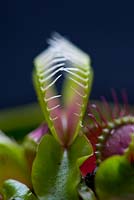 Dionaea muscipula - Venus fly trap