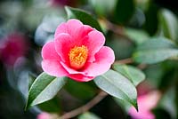 Camellia x Williamsii 'St Ewe'