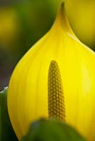 Lyschiton americanum - Yellow skunk cabbage