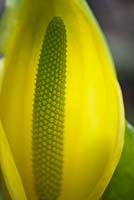 Lyschiton americanum - Yellow skunk cabbage