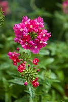 Verbena 'Sissinghurst Pink' 