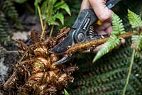 Pruning and cutting back old growth of a fern