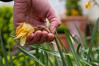 Deadheading and cutting back Narcissus