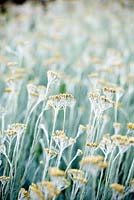 Helichrysum italicum. Fratelli Mati nursery. Pistoia. Italy