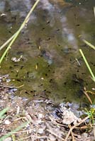 Tadpoles in a small garden pond