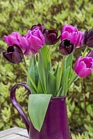 Tulipa 'Queen of Night' and 'Purple Flag'